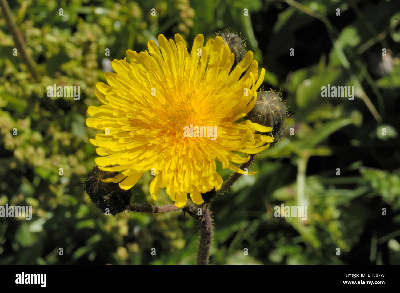 Field sow thistle hires stock photography and images Alamy