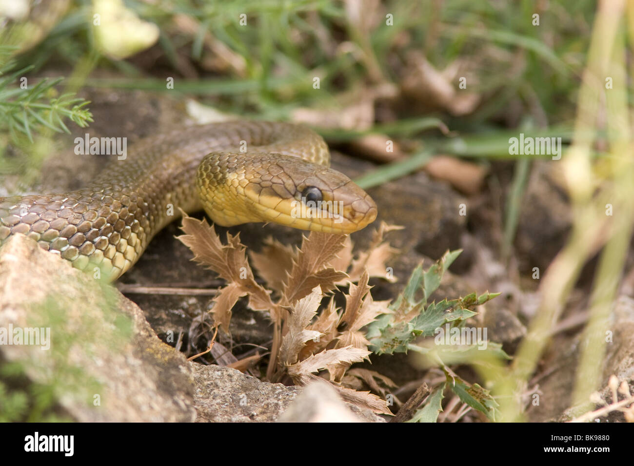 Portrait of an Aesculapian Snake (Elaphe longissima) on the ground with dry prickly leafs. Stock Photo