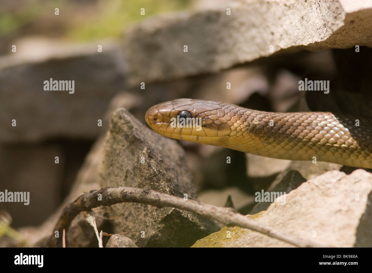 Portrait of an Aesculapian Snake (Elaphe longissima) between some rocks. Stock Photo