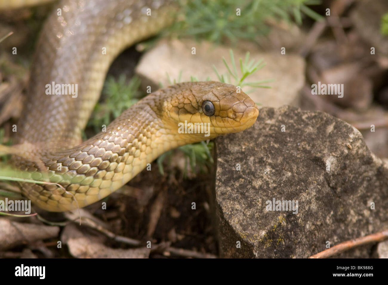 Portrait of an Aesculapian Snake (Elaphe longissima) between some rocks. Stock Photo