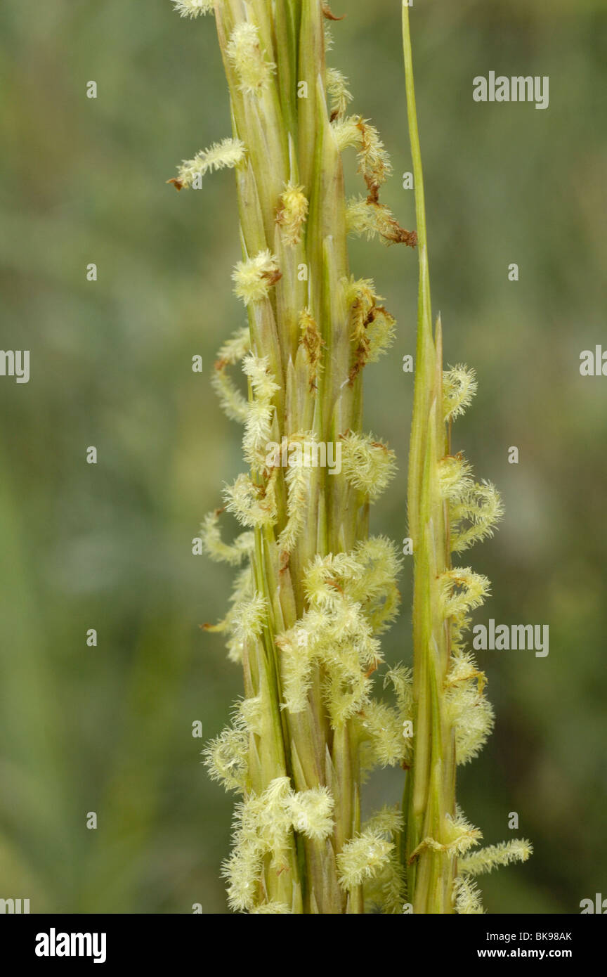 Common Cord-grass, spartina anglica Stock Photo
