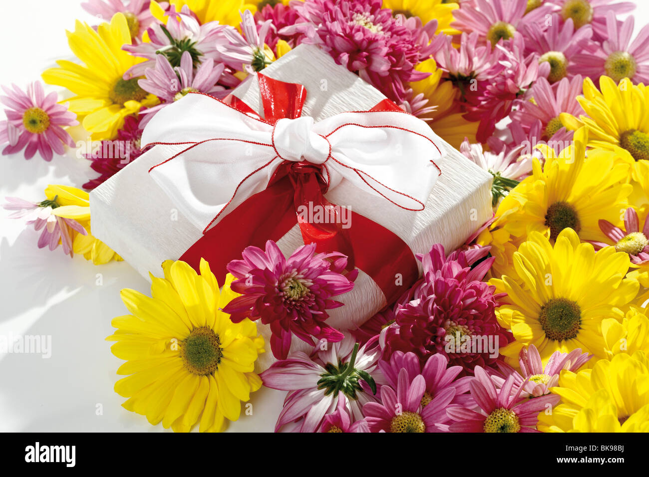 Chrysanthemum (Chrysanthemum), and gift box Stock Photo