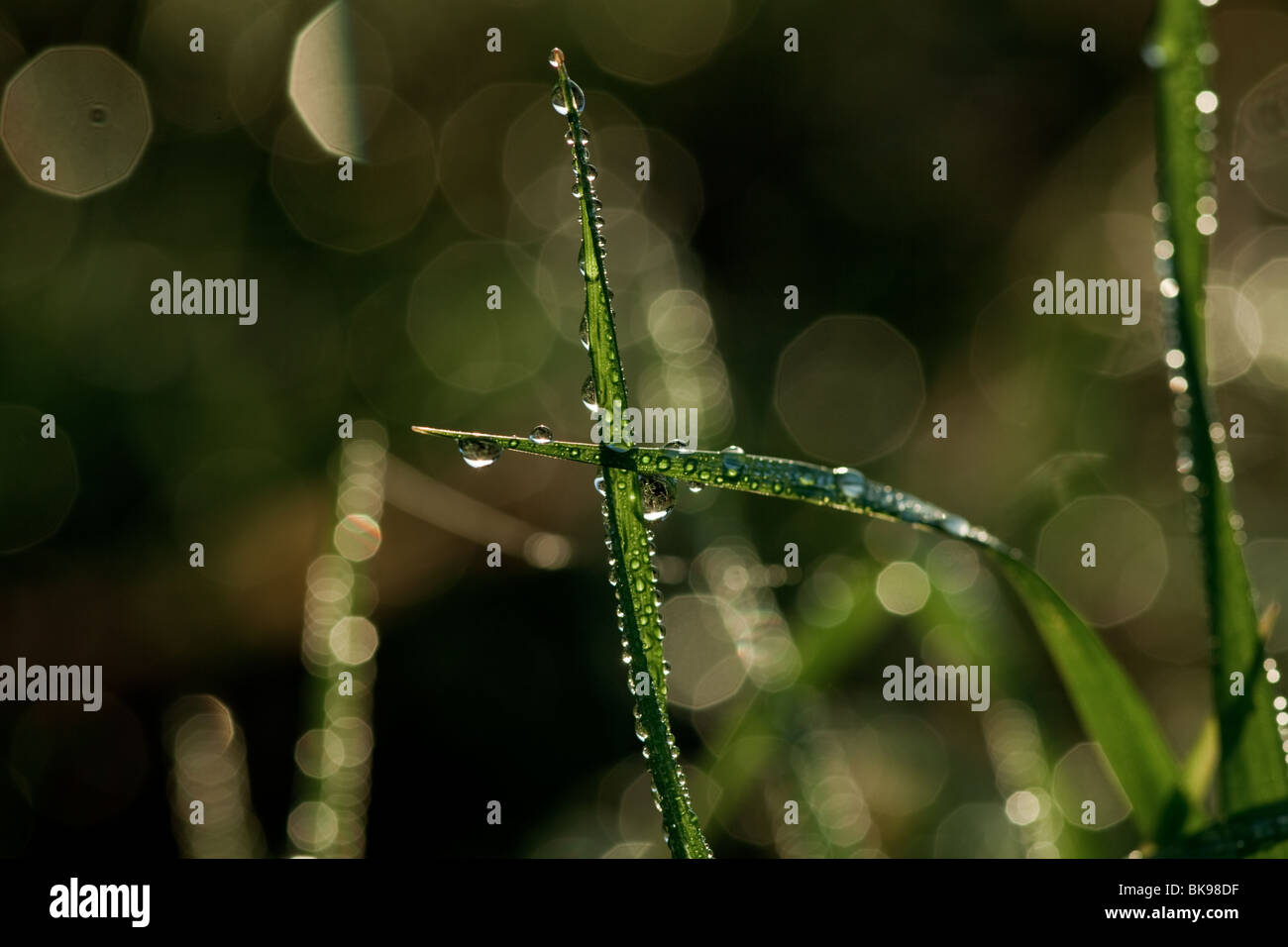 Closeup of grass blades with dew drops on the early morning Stock