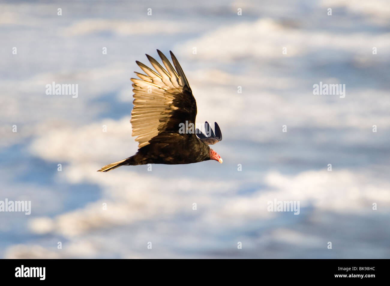 Turkey vulture flying over the california coast, taken in Santa Barbara