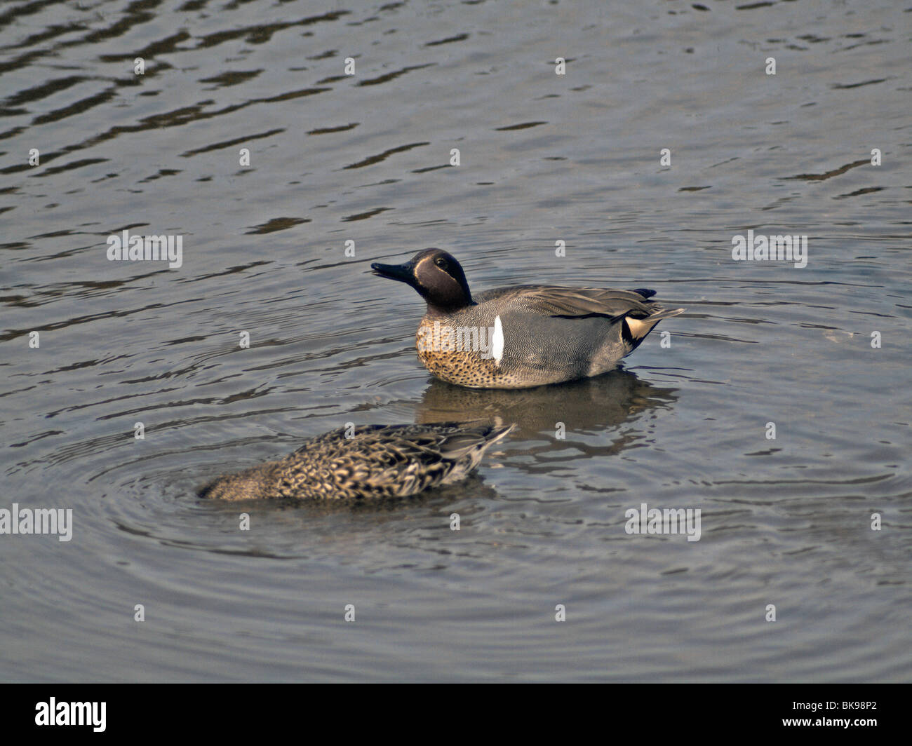 Ducks. Green-winged teal Stock Photo