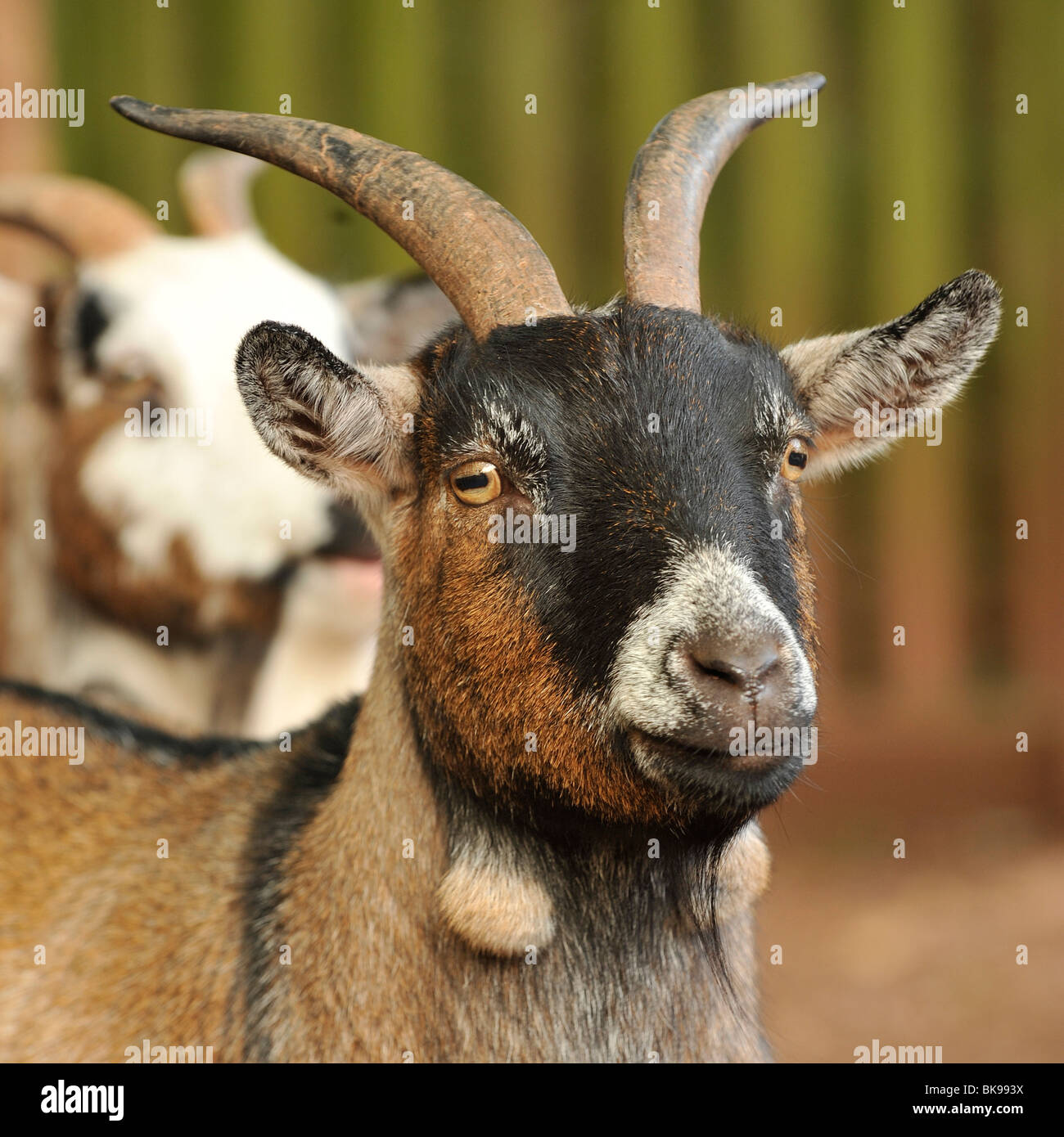 pygmy goat, UK Stock Photo