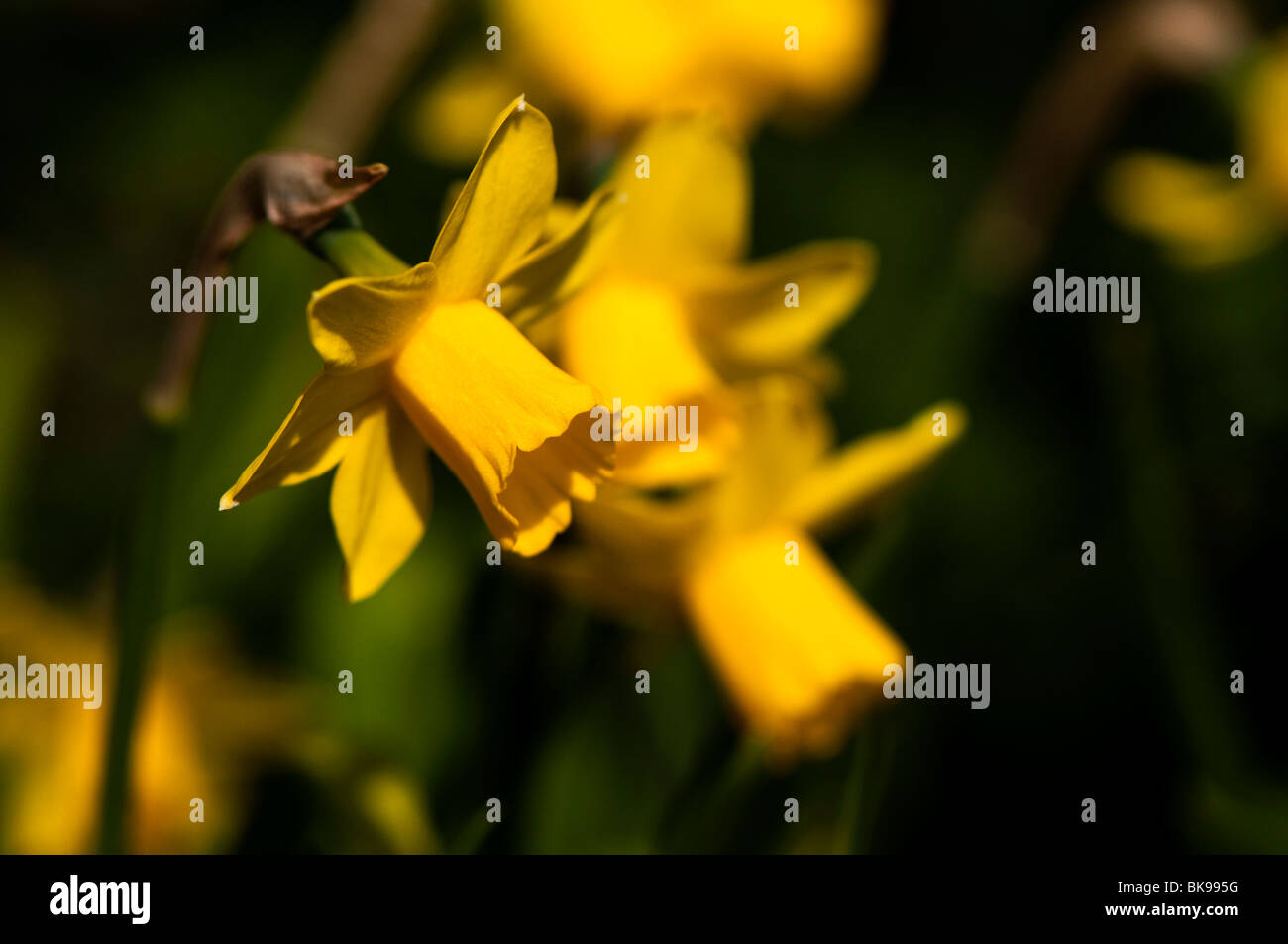 Daffodil Tete-a-Tete in bloom in spring Stock Photo