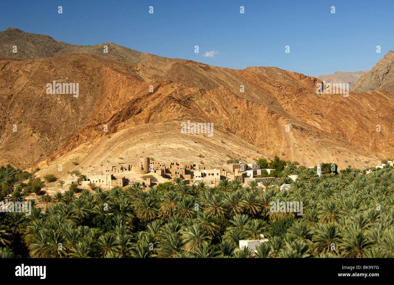 Plantation of date palm trees near the mountain village of Birkat al Mawz, Sultanate of Oman