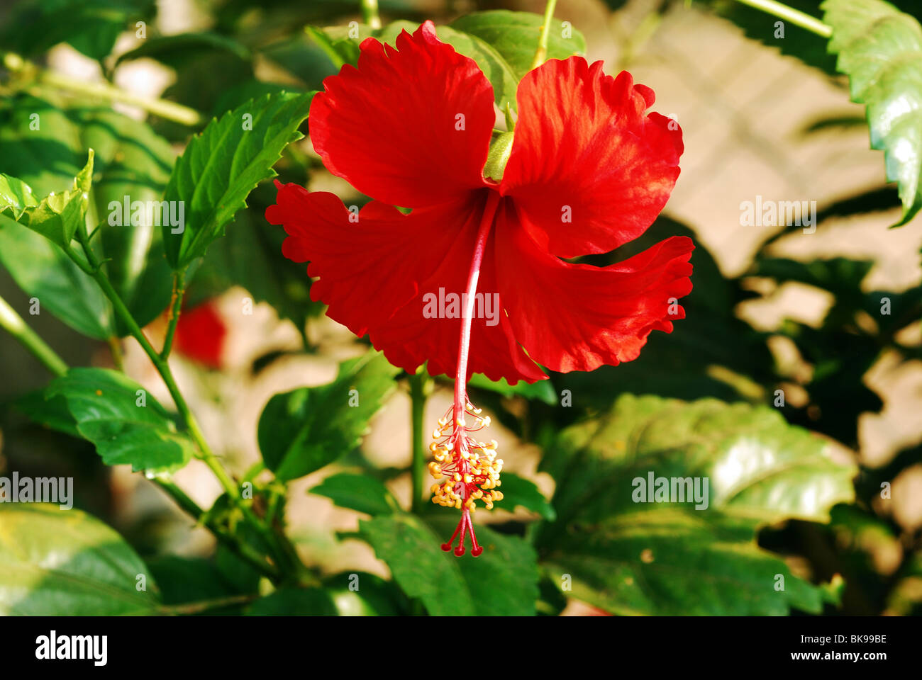 Shoe flower hi-res stock photography and images - Alamy