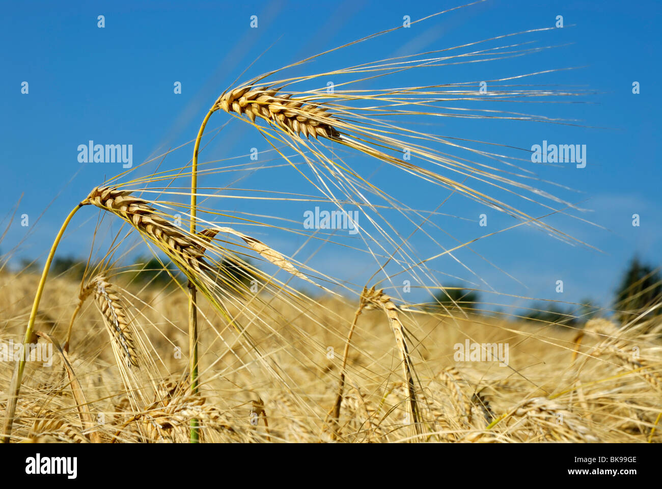 Two ears of Barley (Hordeum vulgare) on a field, ready to be harvested Stock Photo