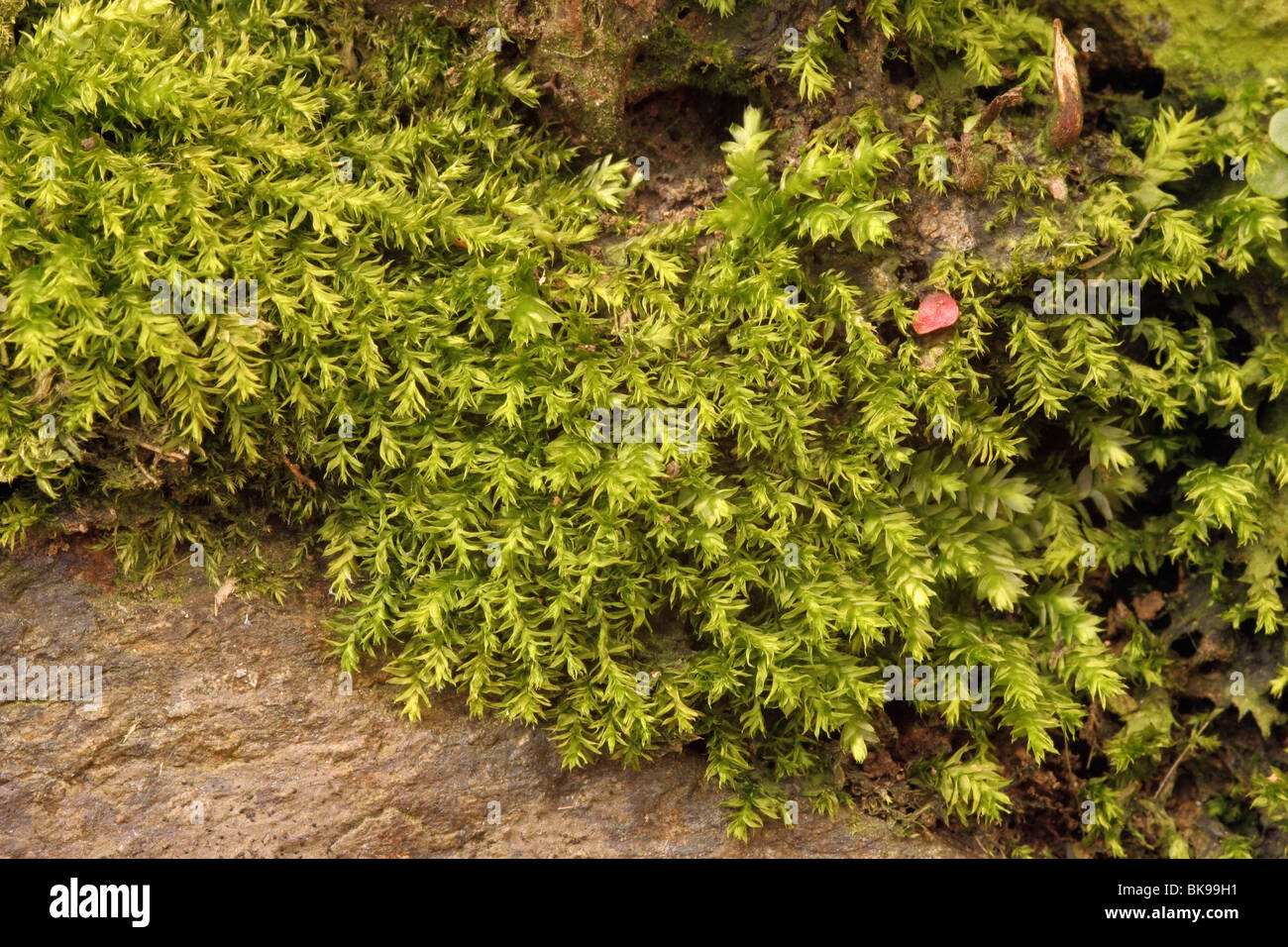 Juicy silk-moss (Plagiothecium succulentum) in woodland, UK. Stock Photo
