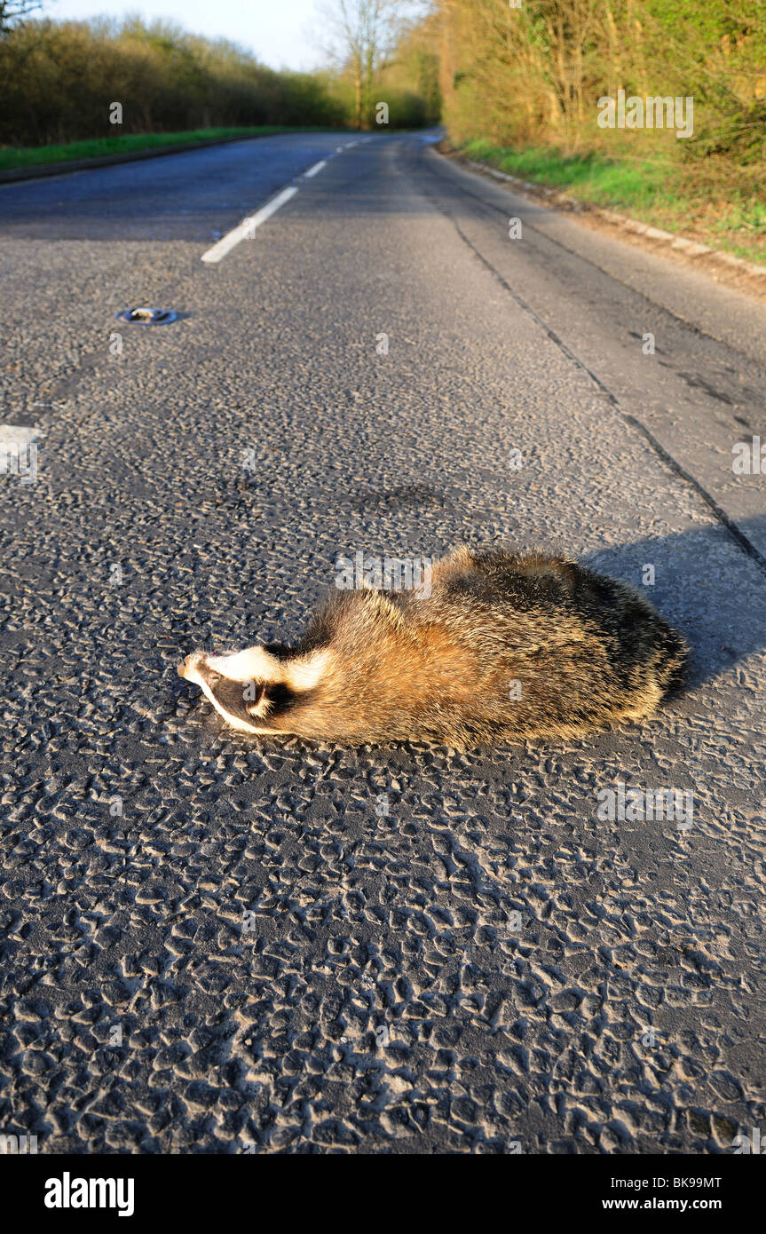 Badger roadkill uk hires stock photography and images Alamy