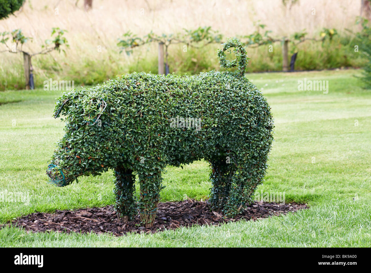 Topiary - tree bush cut in the shape of a pig Stock Photo