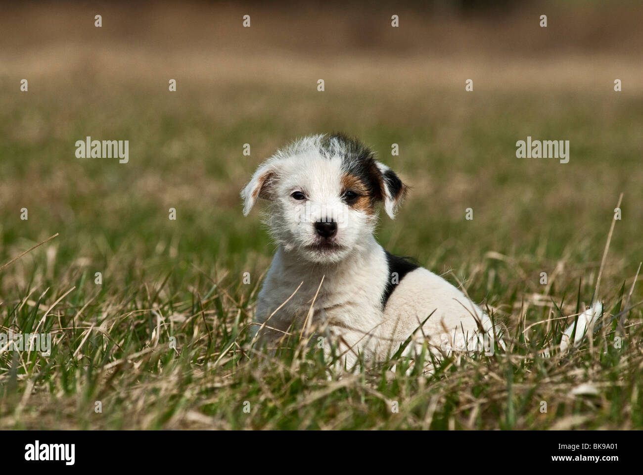 Small Jack Russell puppy Stock Photo Alamy
