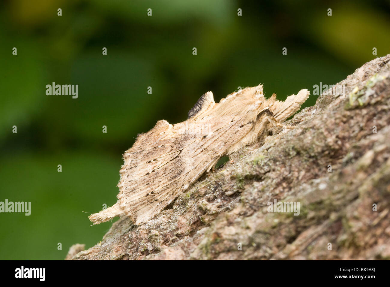 A Pale Prominent (Pterostoma palpina) resting on the bark of a branch. Stock Photo