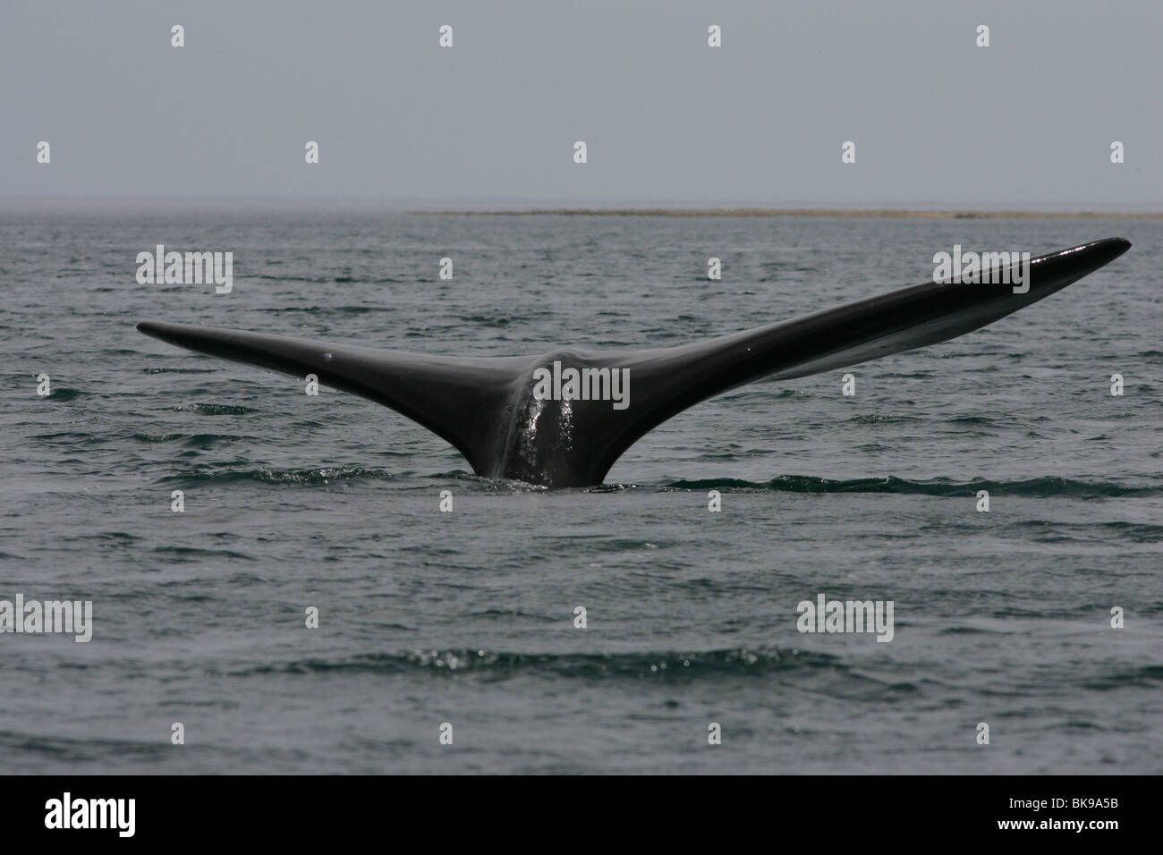 Tail close up southern right hi-res stock photography and images - Alamy