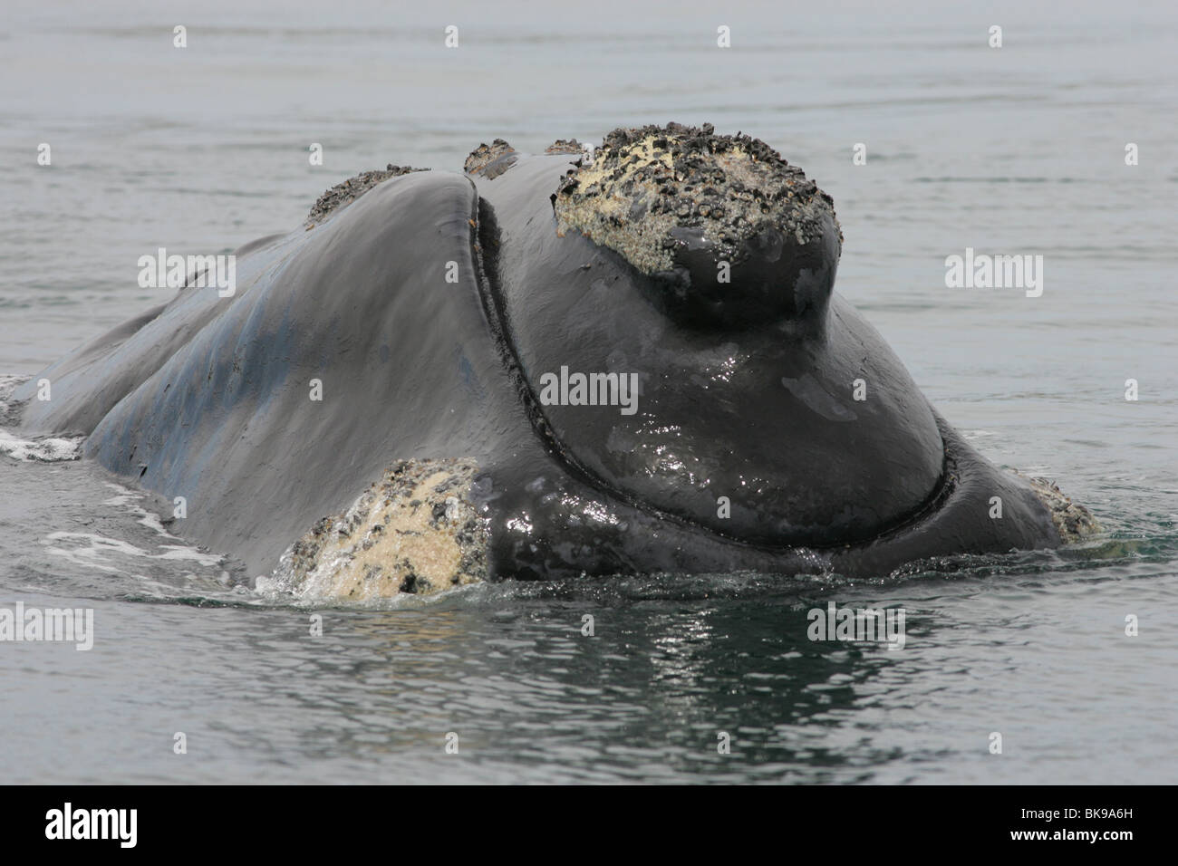 Southern Right Whale Stock Photo