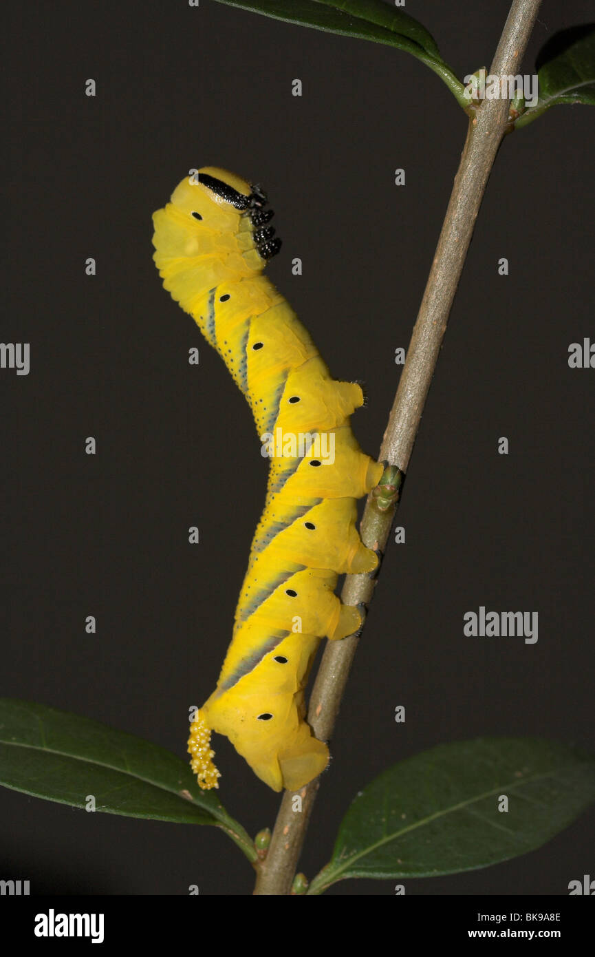 Caterpillar of the Death’s Head Hawk-moth, reared Stock Photo - Alamy