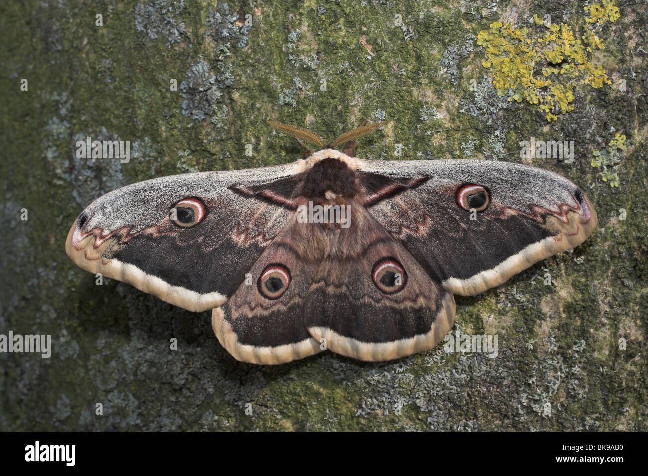 Great Peacock Moth upperwing view, reared Stock Photo