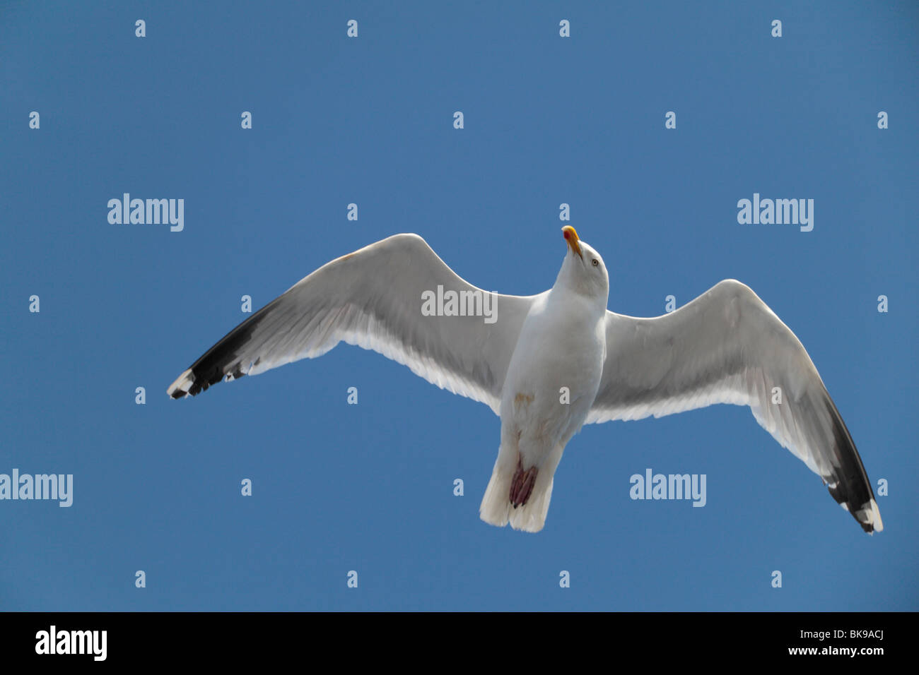 A Herring Gull (Seagull) flying against a blue sky on St Georges Channel, Irish Sea Stock Photo