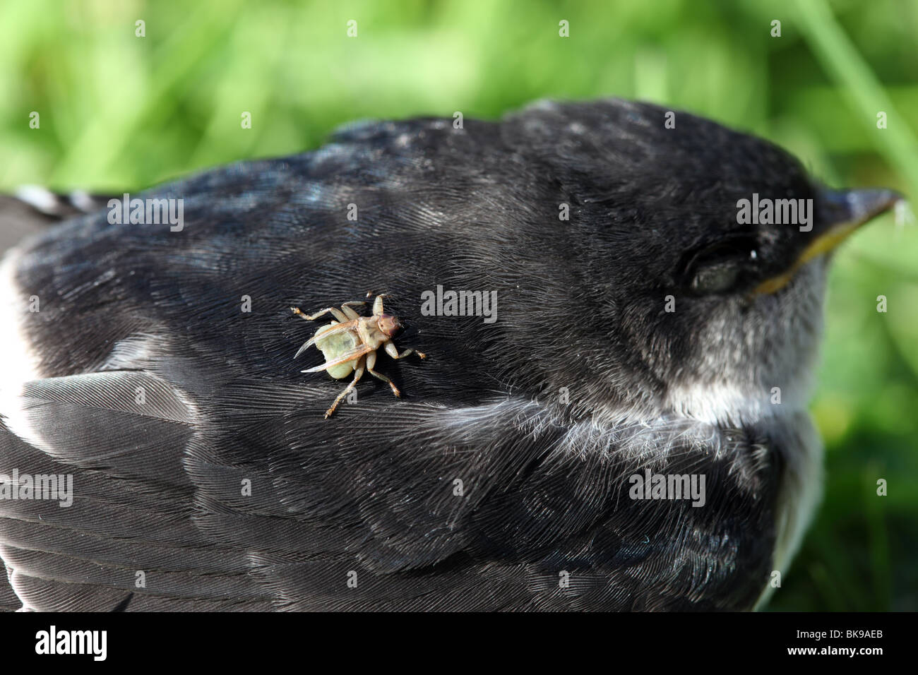 Louse Fly Crataerina hirundinis on a Newly Fledged House Martin Stock Photo
