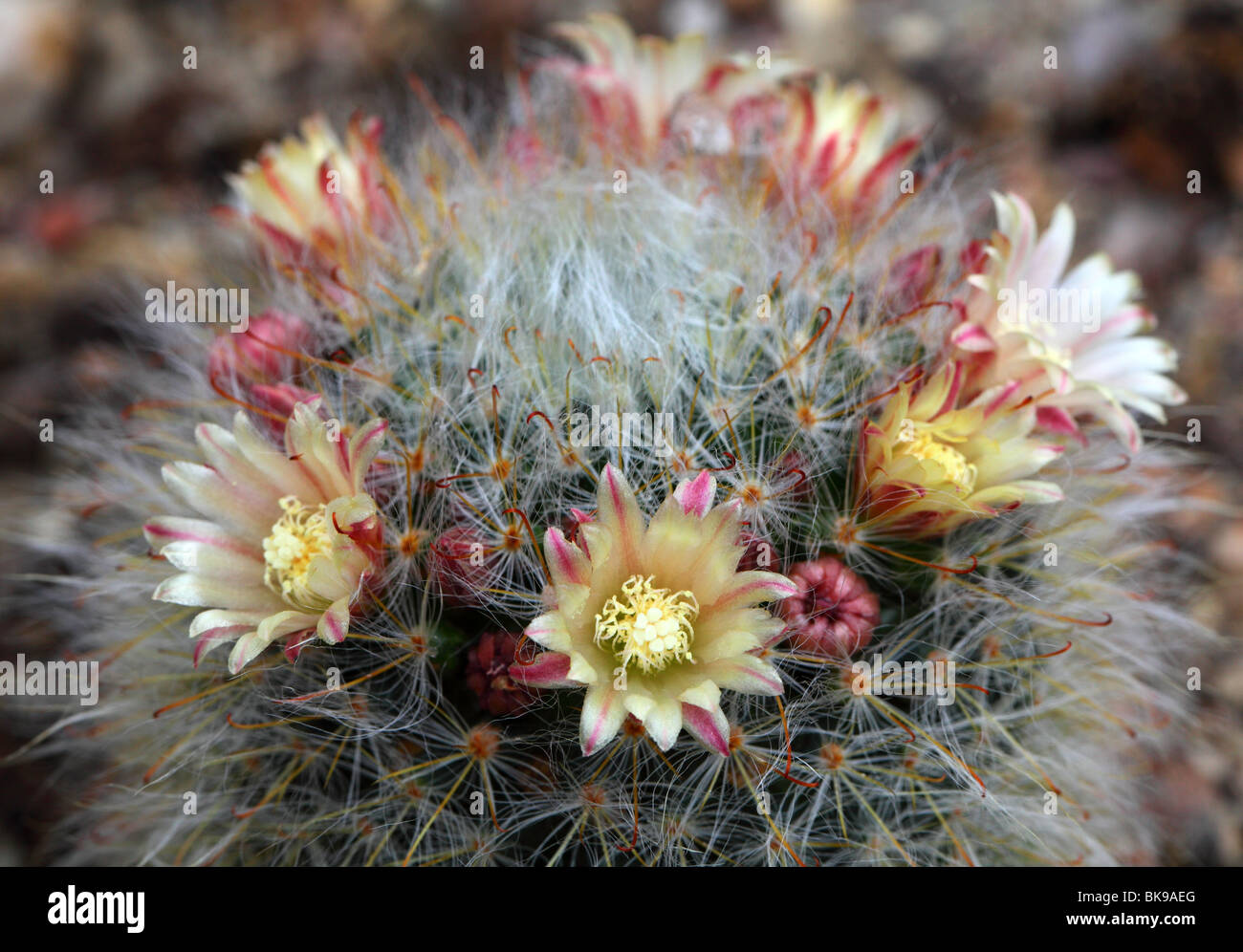 Cactus Mammillaria bocasana flowers close up Mamilaria Stock Photo