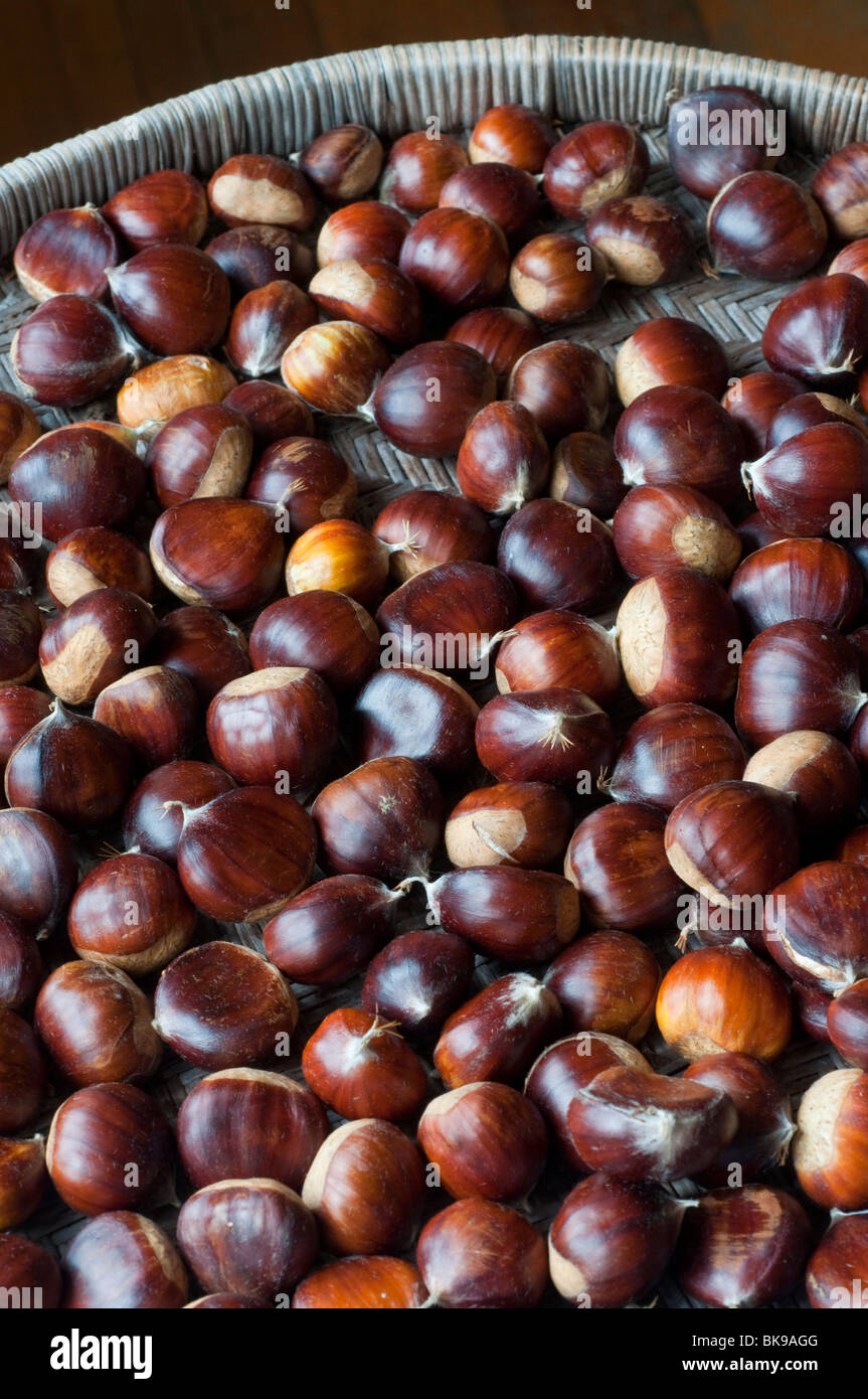 Chestnuts, Castanea sativa Stock Photo