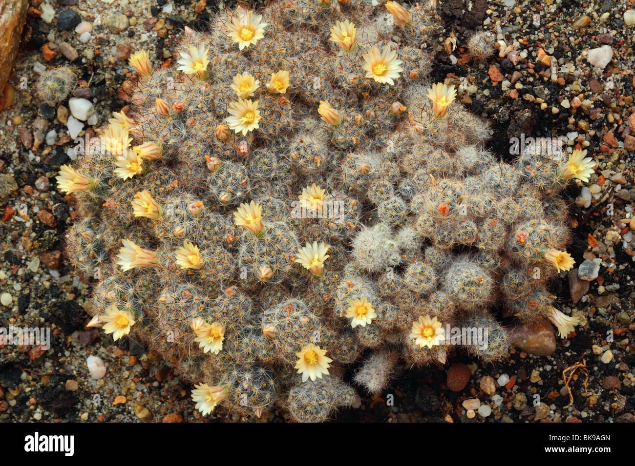 Cactus Mammillaria prolifera flowers close up Mamilaria Stock Photo