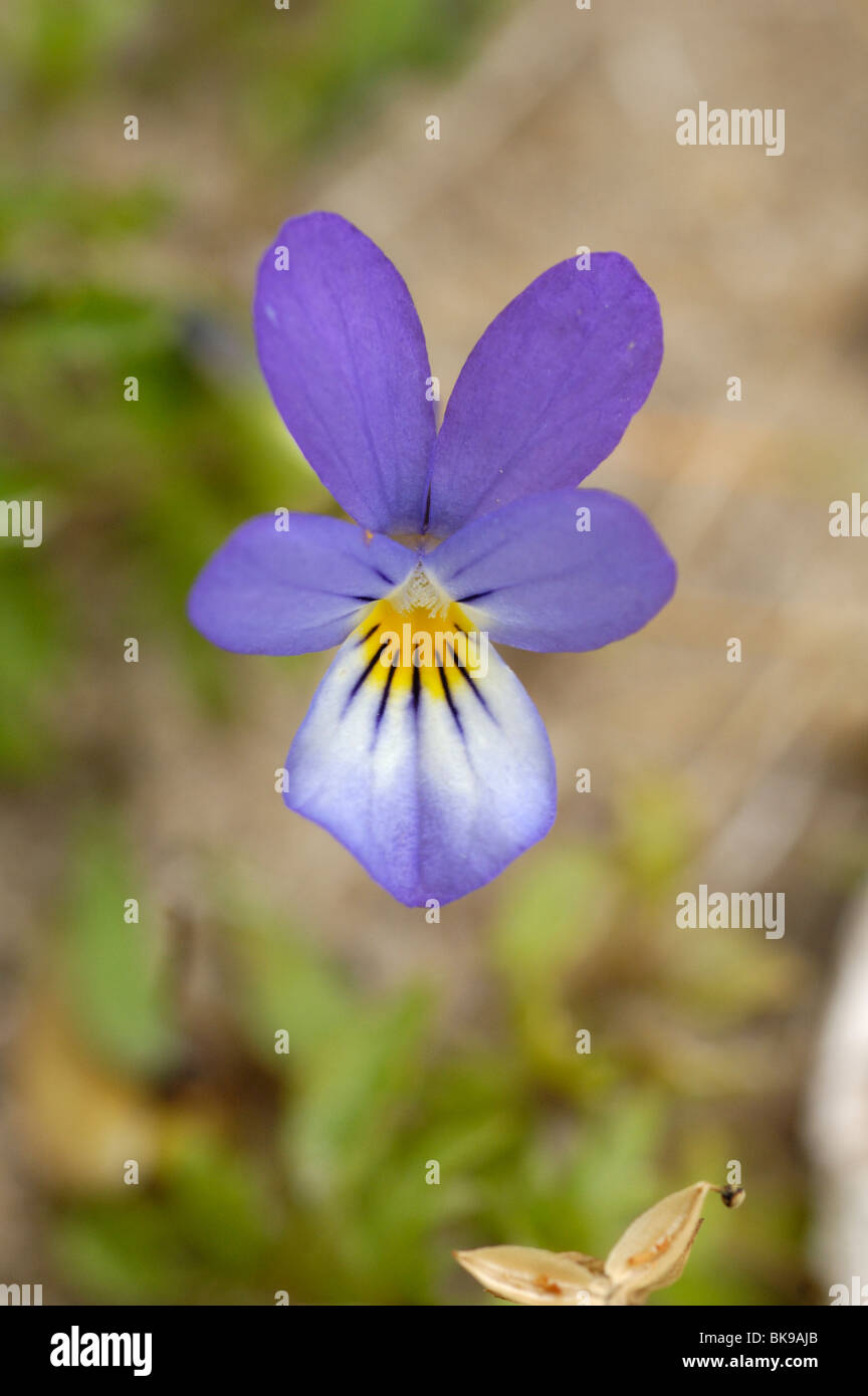 Wild Pansy or Sand Pansy, viola tricolor Stock Photo