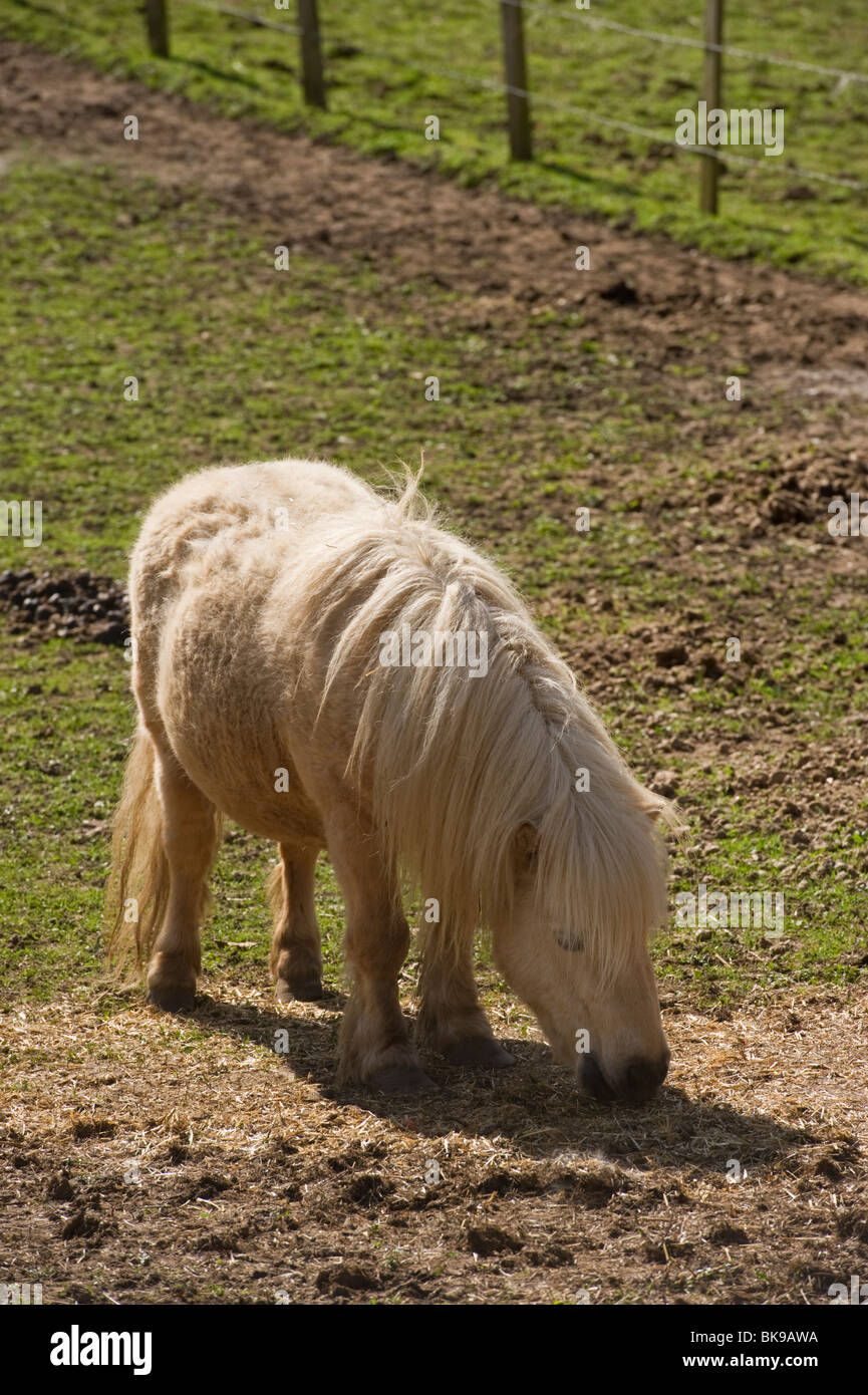 Shetland pony farm animal grazing in a Chilterns Buckinghamshire field Stock Photo
