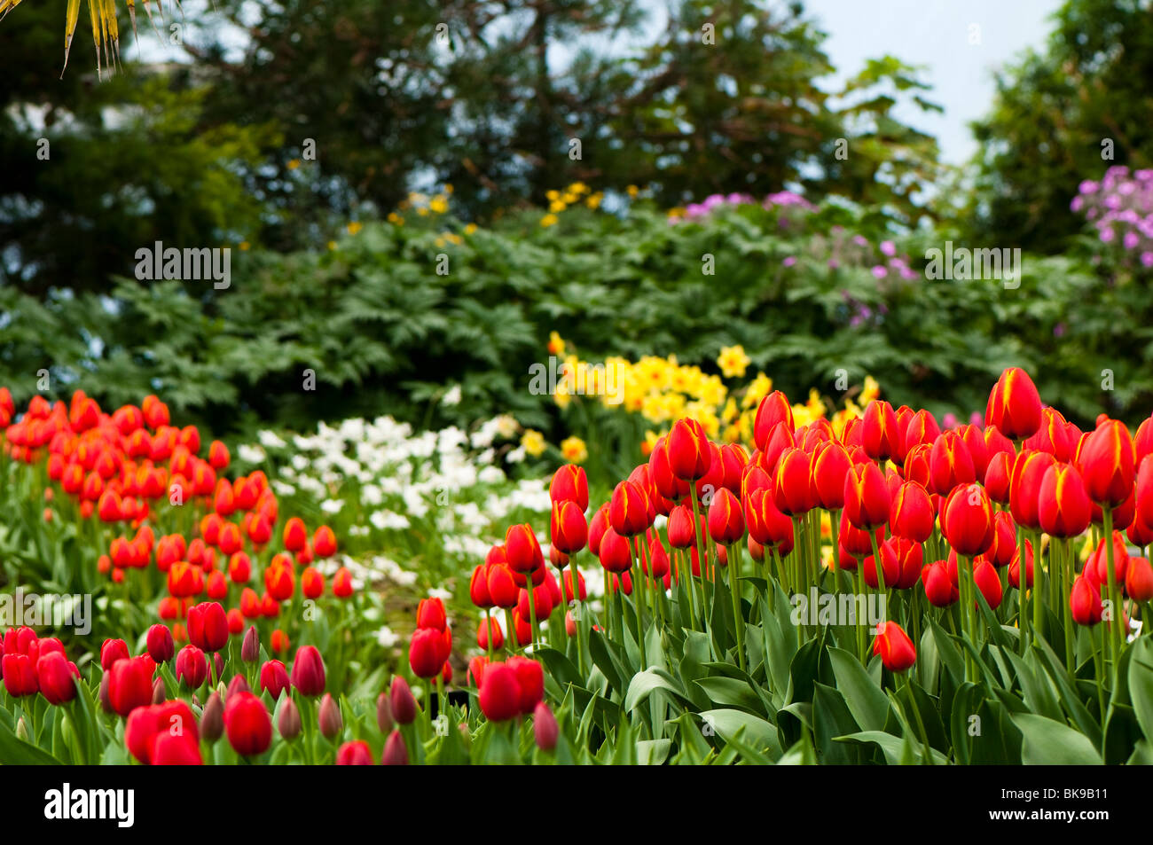 Bands of tulips and daffodils in flower, with Tulip 'World's Favourite