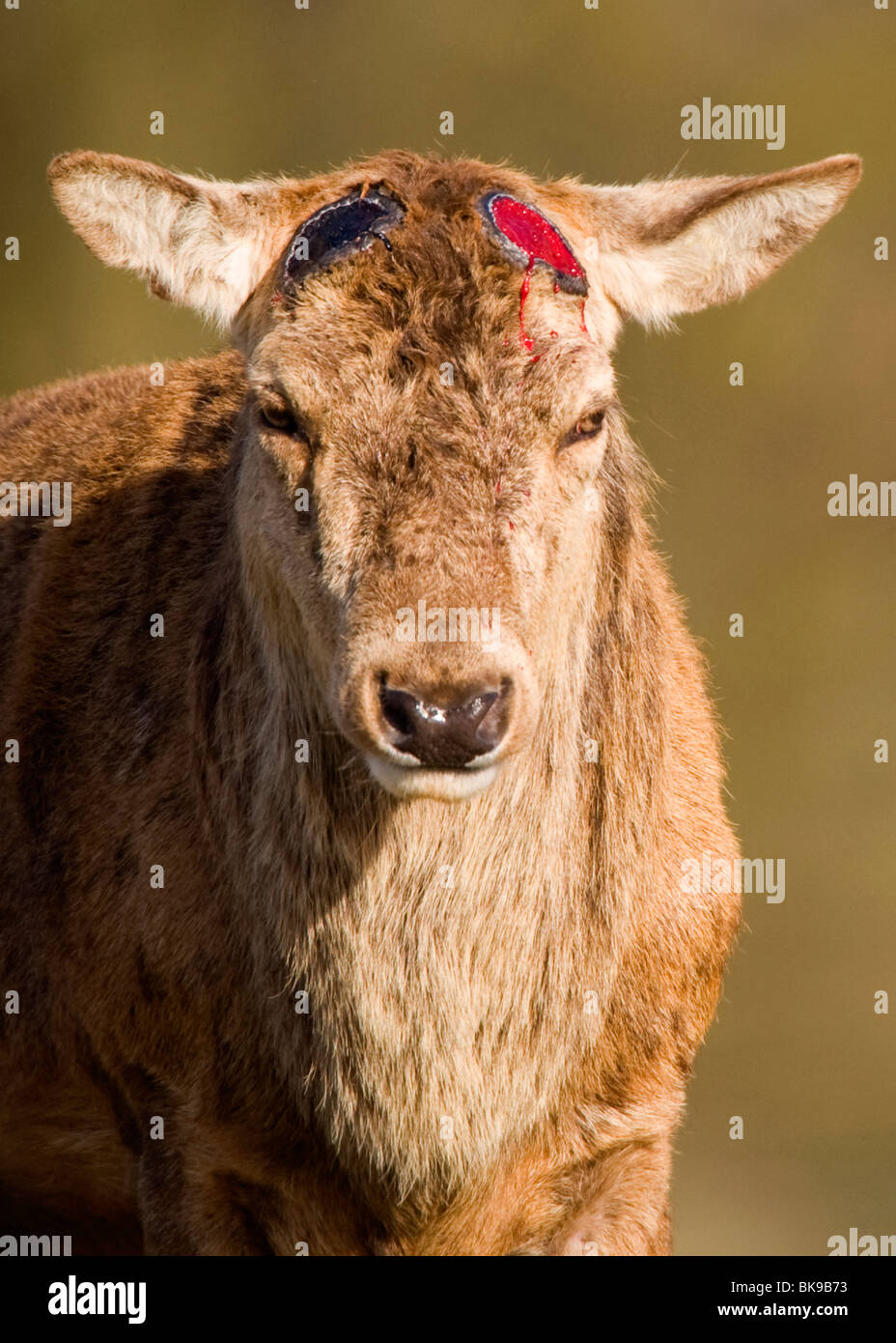 Portrait of a red deer, having recently shed it's antlers Stock Photo