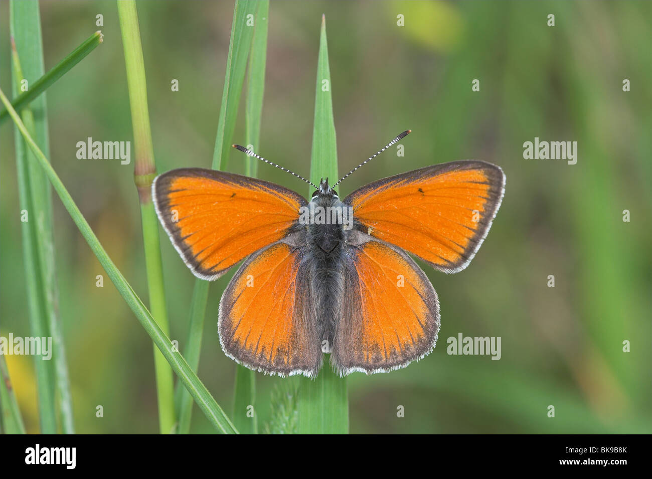 Purple-edged Copper upperwing view Stock Photo