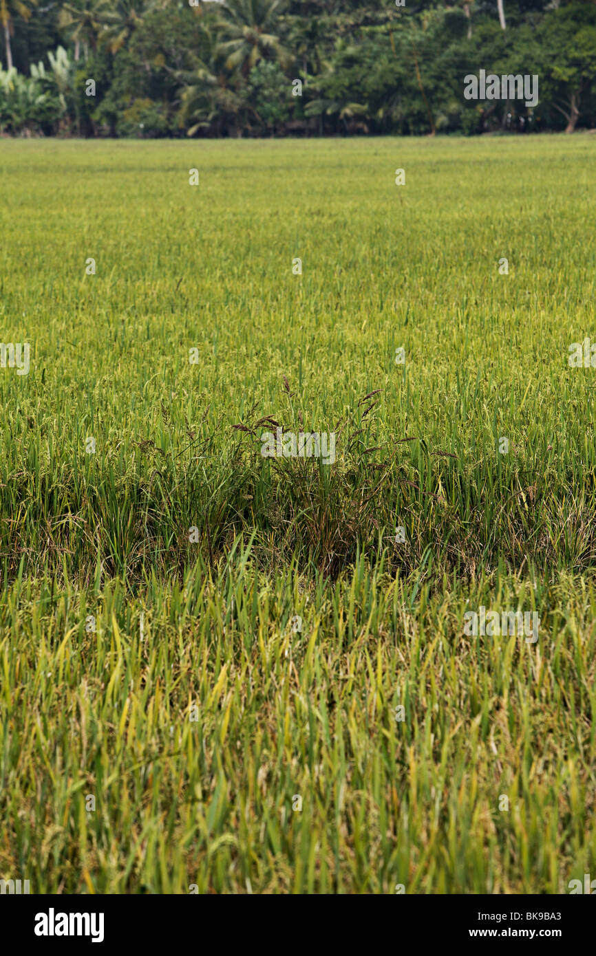 Rice field in backwaters of Kerala, India. Stock Photo