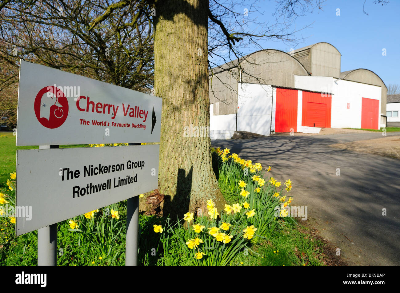 Cherry Valley Duckling Company Rothwell Lincolnshire England. Stock Photo