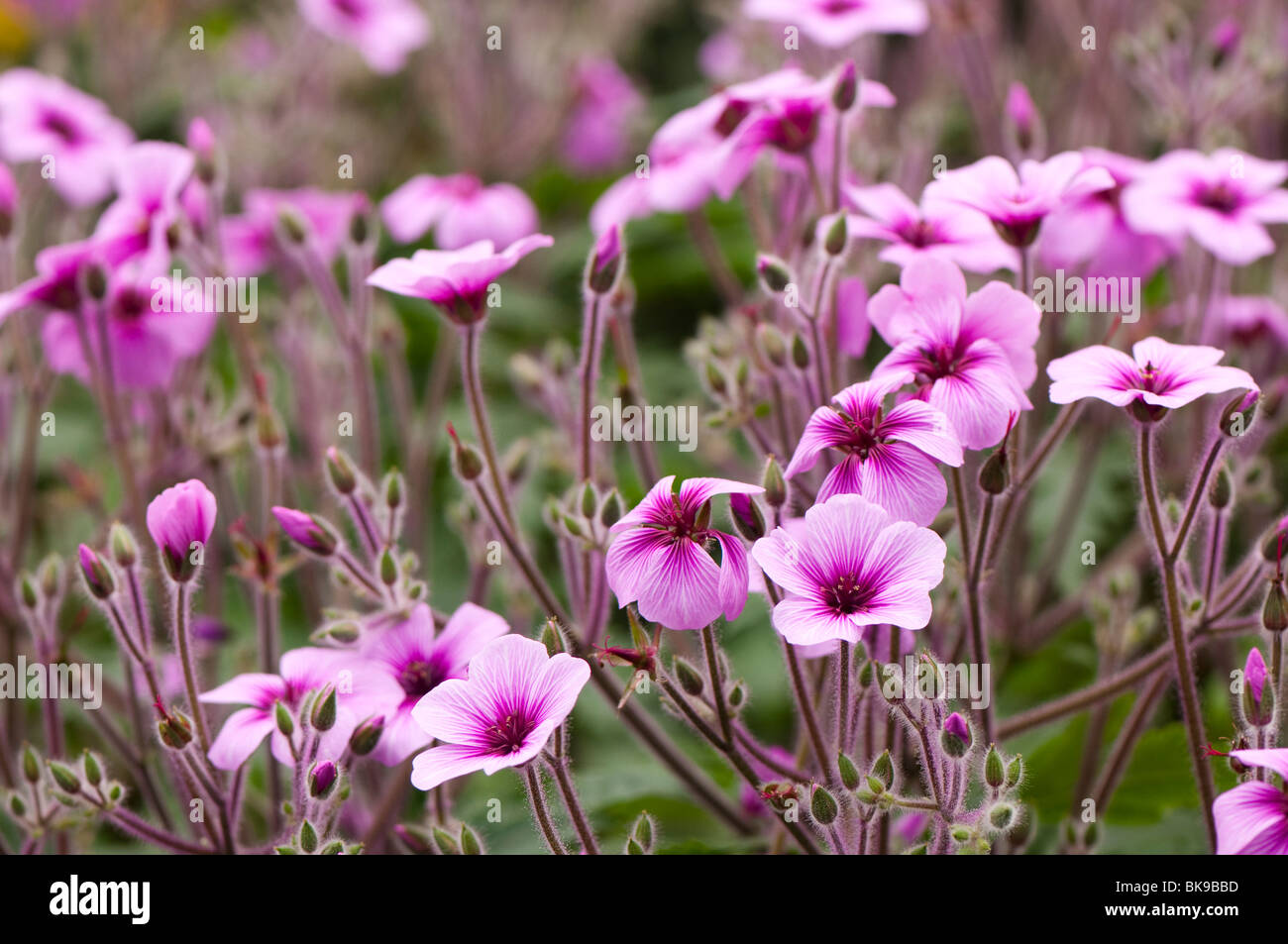 Madeira cranesbill geranium maderense in hi-res stock photography and