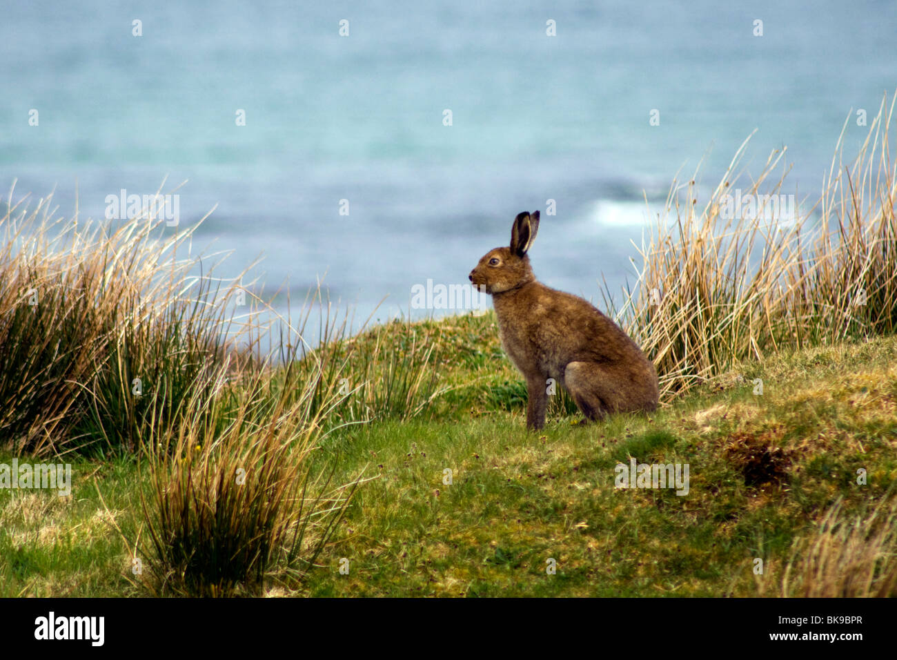 Irish hare hi-res stock photography and images - Alamy