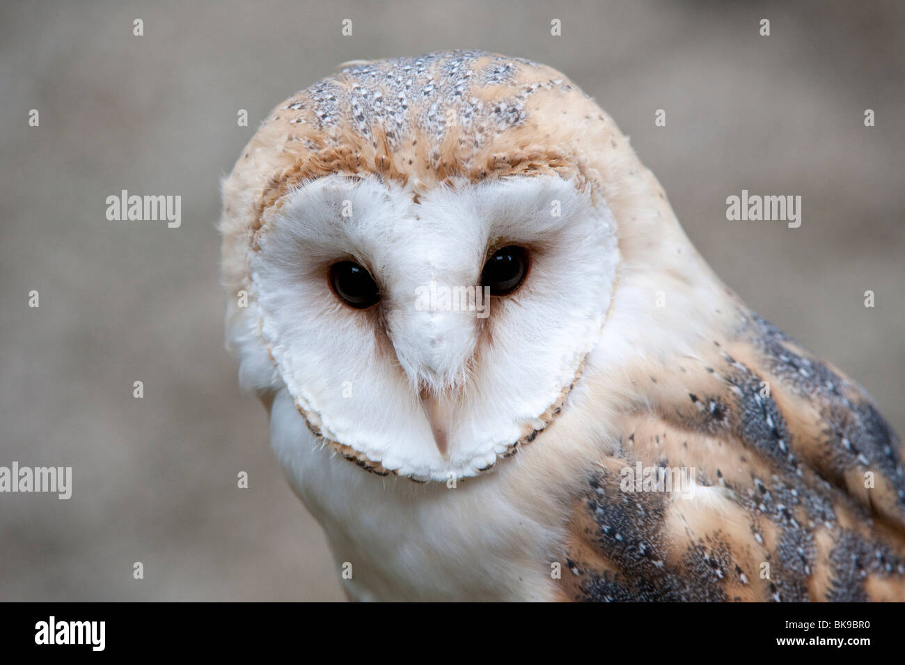 Barn Owl (Tyto alba), portait, Vulkan Eifel, Rhineland-Palatinate, Germany, Europe Stock Photo