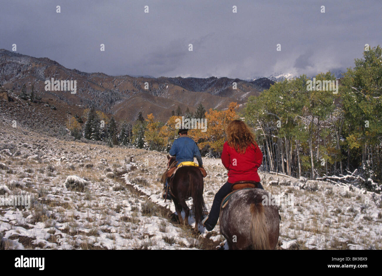 Two people riding on horses, USA, Wyoming, Shoshone National Forest ...