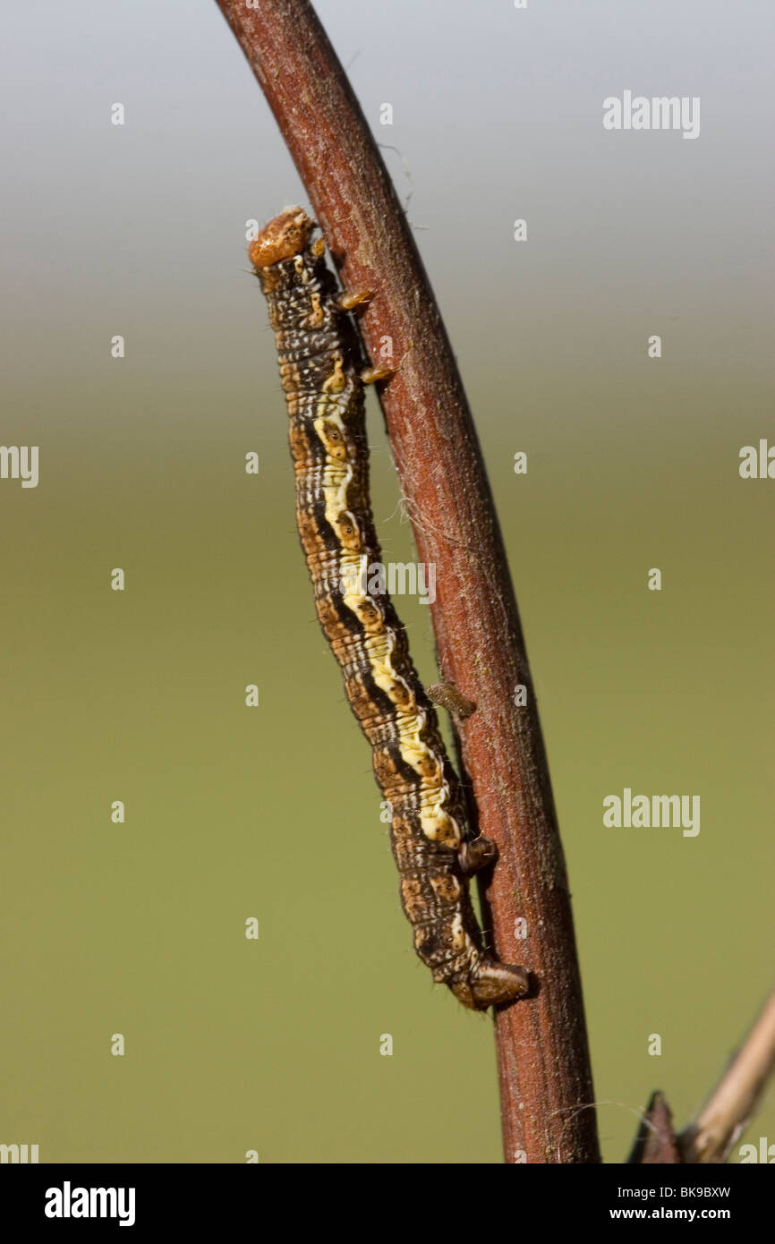 Catterpilar of Mottled Umber (Erannis defoliaria) crawling straight up along a brown twig. Stock Photo