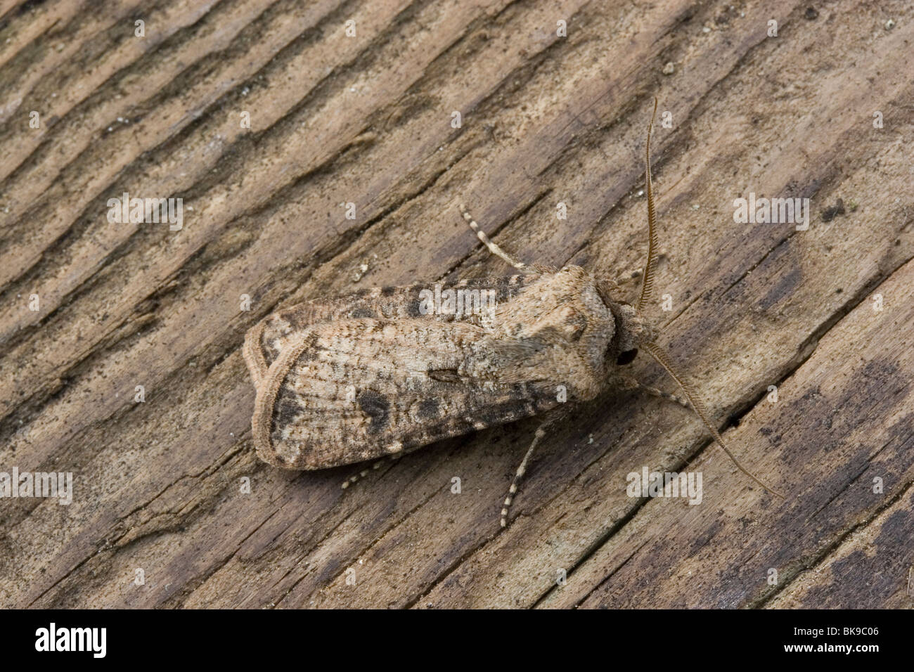 Turnip Moth (Agrotis segetum) resting on brown wooden surface Stock