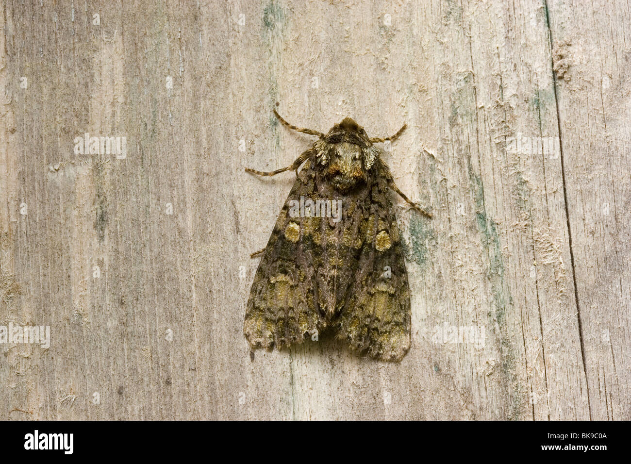 A dark green Coronet (Craniophora ligustri forma coronula) resting on an old wooden door. Stock Photo