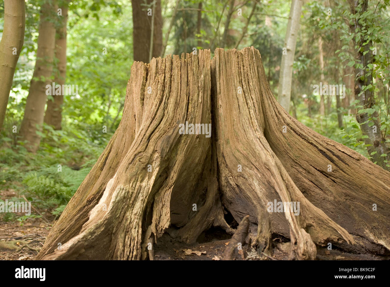 Remains of a tree hi-res stock photography and images - Alamy