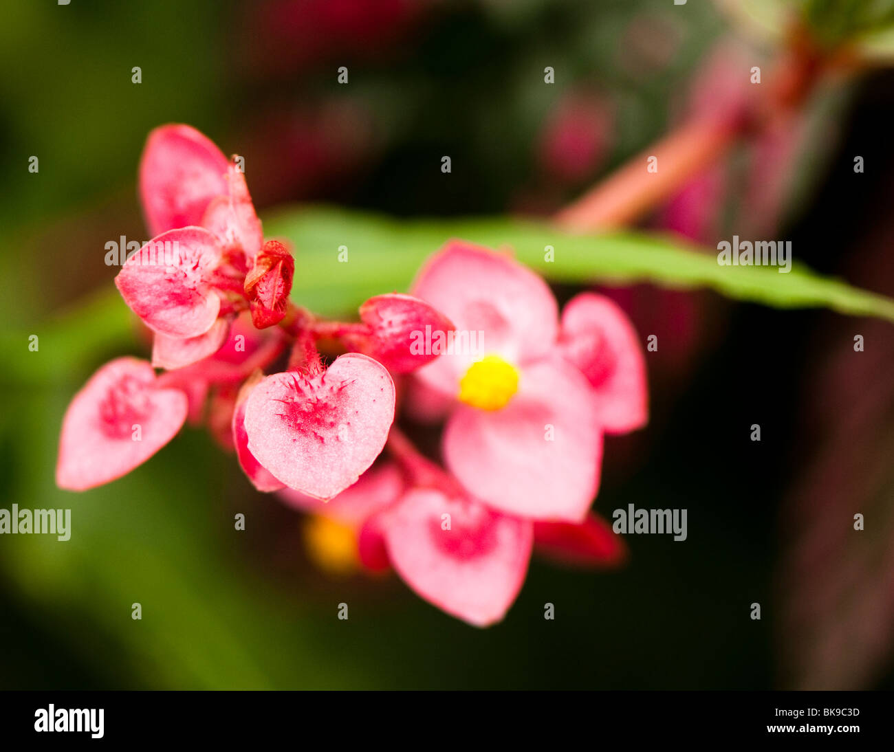 Exotic pink flower inside the Rainforest Biome at The Eden Project in Cornwall Stock Photo