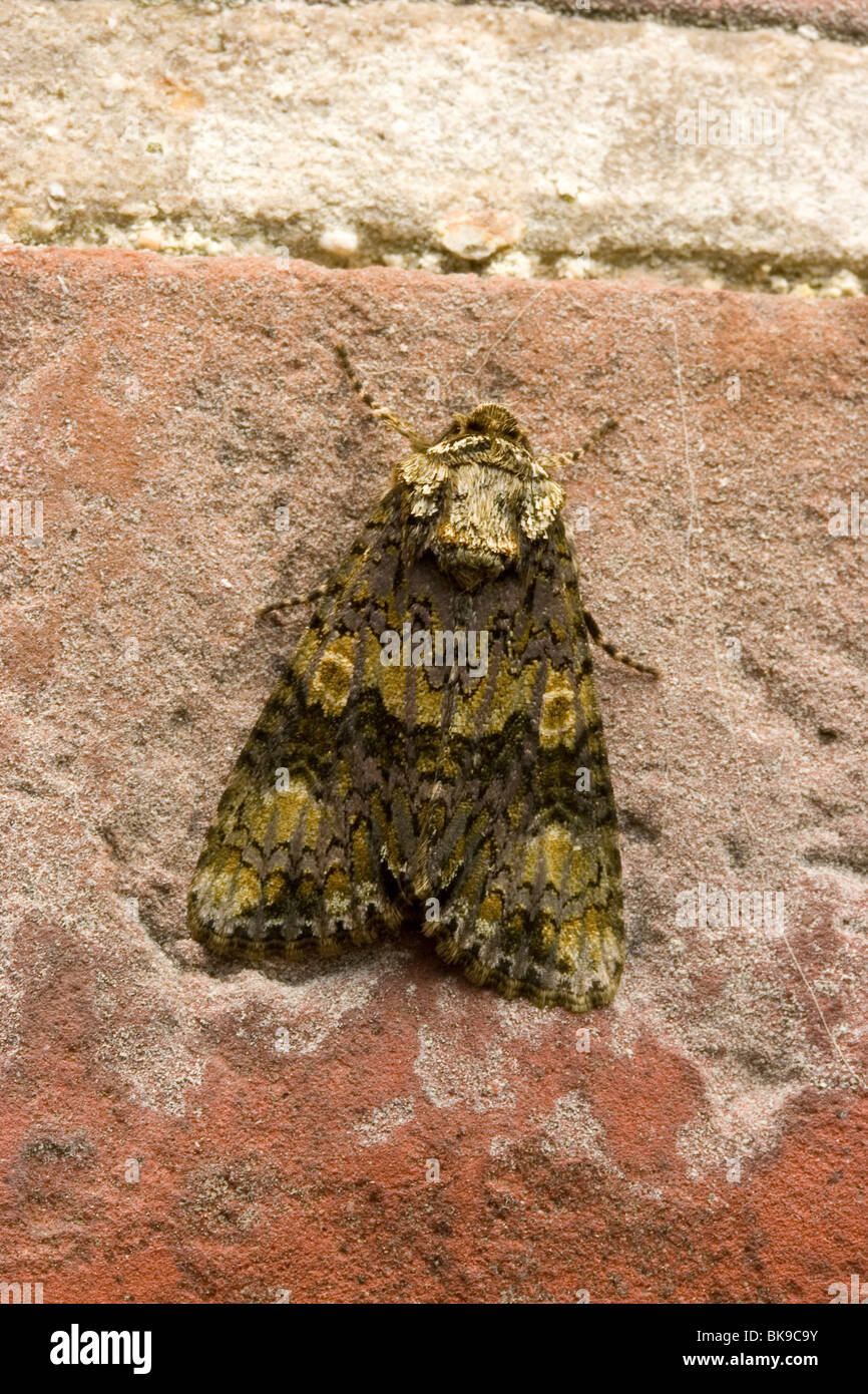 A dark green Coronet (Craniophora ligustri forma coronula) resting on a brick wall. Stock Photo