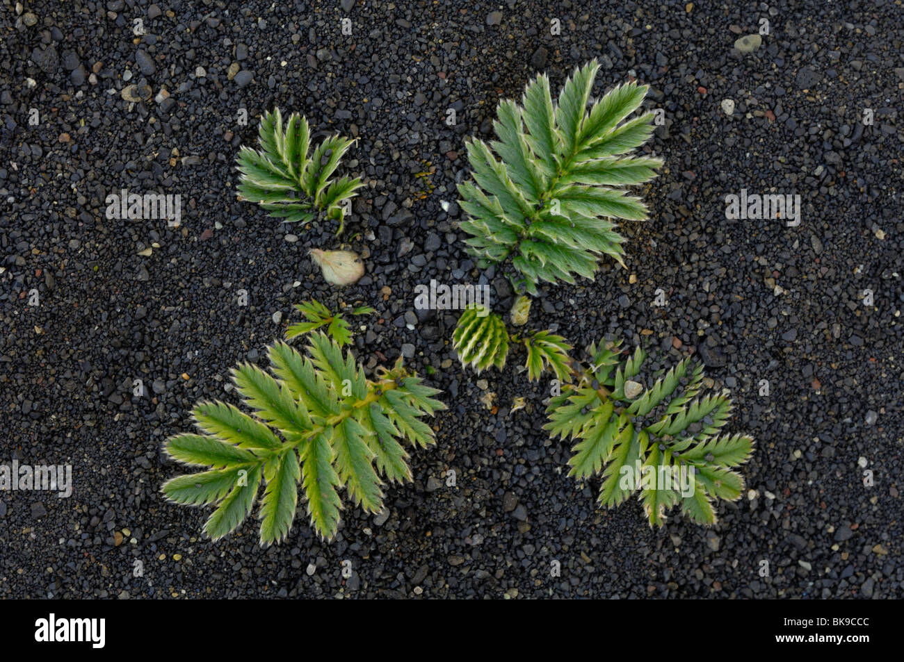 Silverweed Cinquefoil High Resolution Stock Photography and Images - Alamy