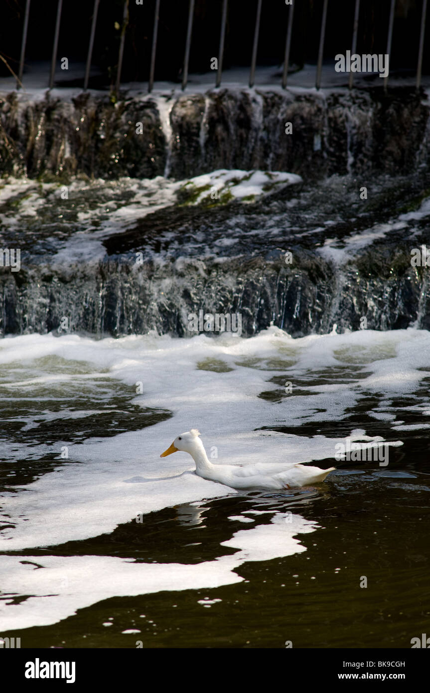 White duck swimming through a polluted river Stock Photo