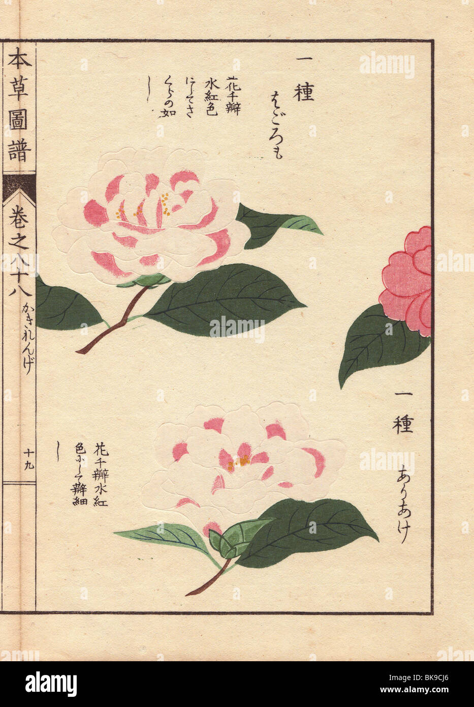 Pink and white camellias 'Ariake' and Hagoromo'  Thea japonica Nois. flore pleno forma Stock Photo