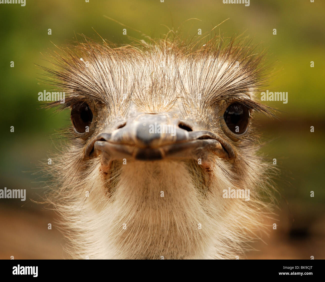 Ostrich portrait, Oudtshoorn (Garden Route), South Africa Stock Photo