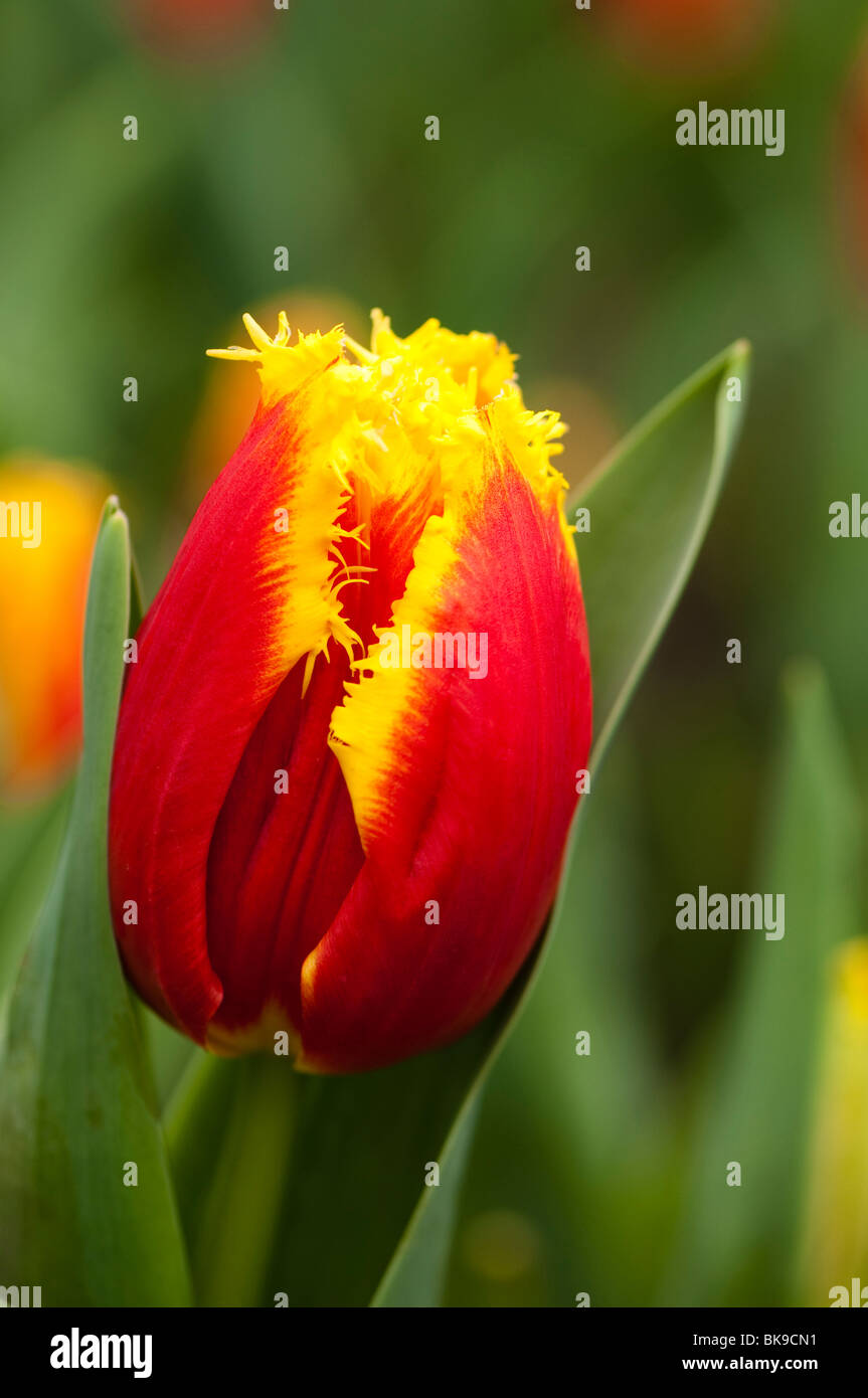 Tulipa Davenport High Resolution Stock Photography And Images Alamy